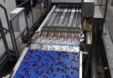 Apofruit: Compac InVision Total View cherry sorting technology