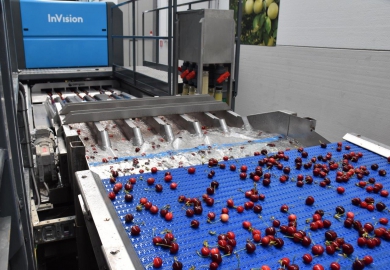 Apofruit: Compac InVision Total View cherry sorting technology