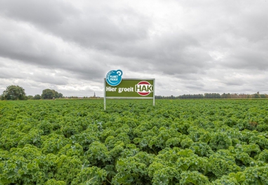 (Bronvermelding) HAK: Ook Boerenkool krijgt in oktober 2020 het On the Way to PlanetProof-certificaat