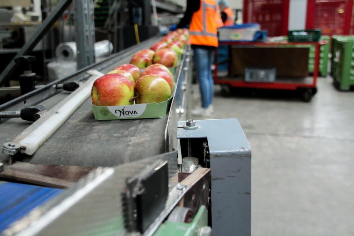 Nieuwe Hollandse appel in Argos-verpakking