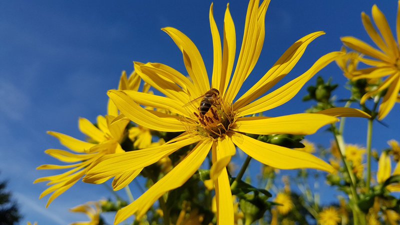 zonnekroonvezels verpakkingsmateriaal