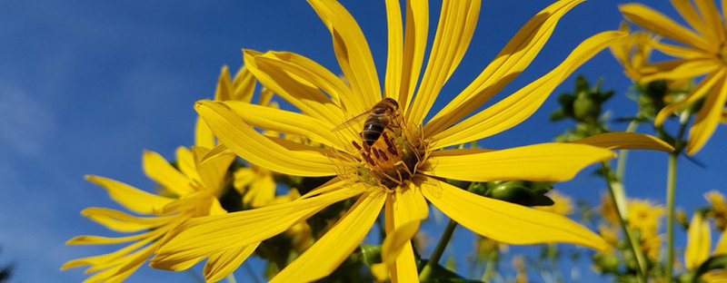 STI Group introduceert verpakkingen gemaakt van geteelde Silphie-plantenvezels.