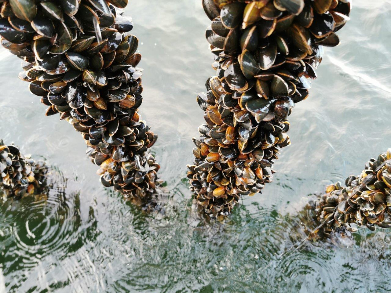 Lykke-Muslingeriet-05-2-scaled