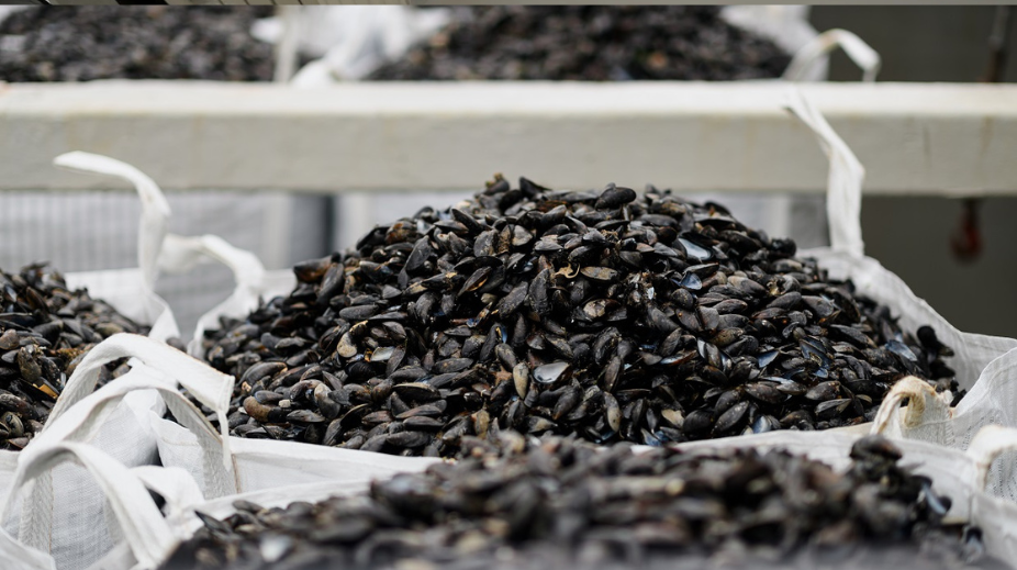 Krijn Verwijs mosselverpakking